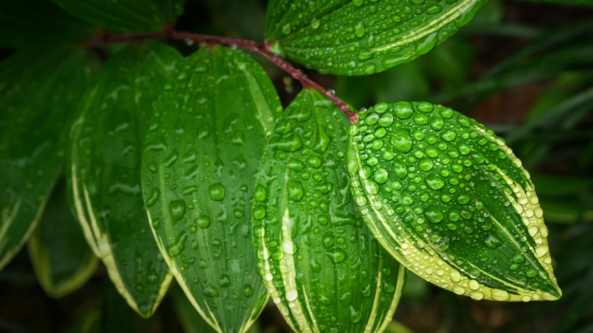 綠色植物水水珠圖片413