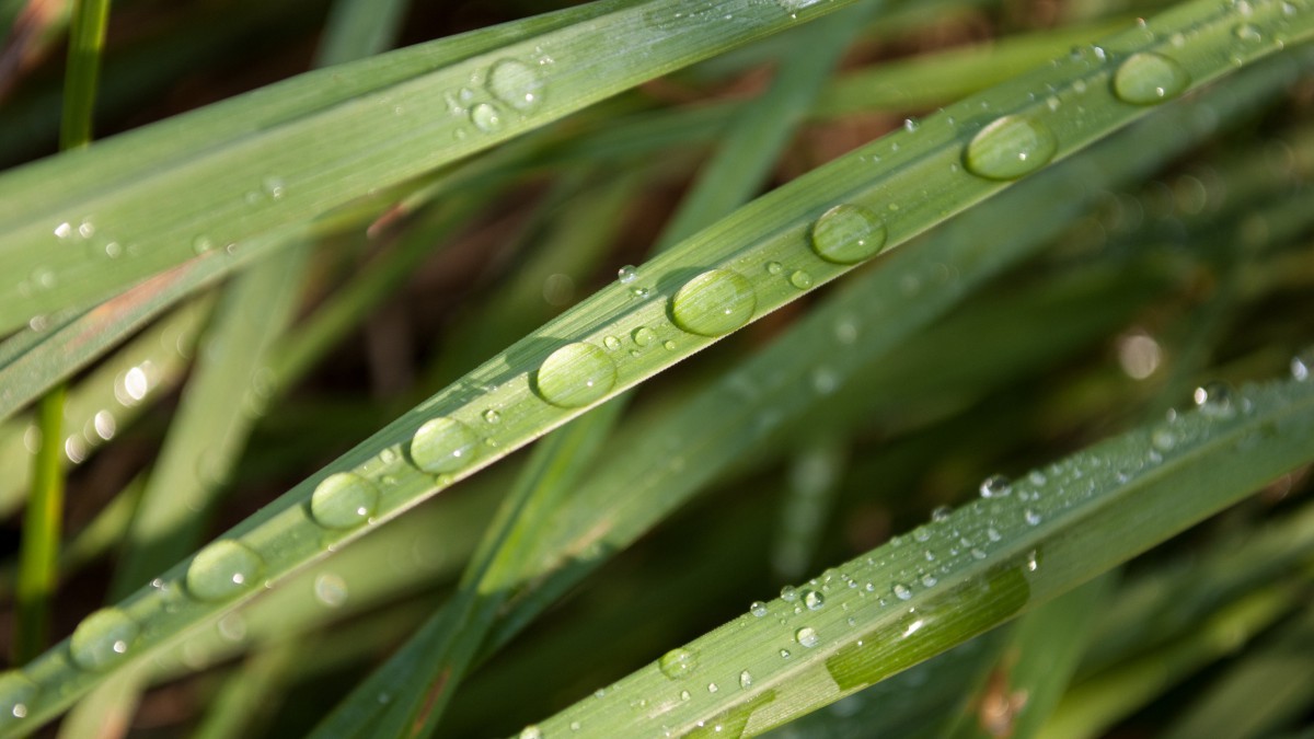 绿色植物露水水珠图片813