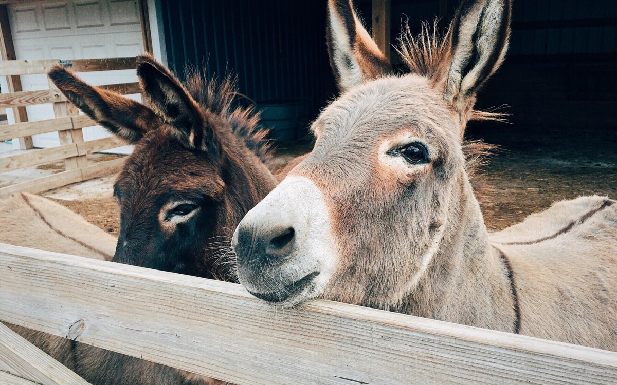 驴图片212