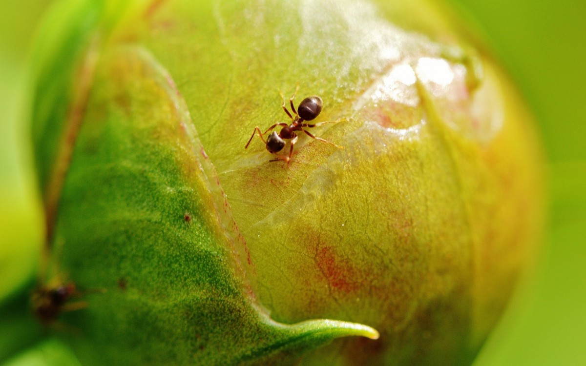 小蚂蚁高清桌面图片(2/14)