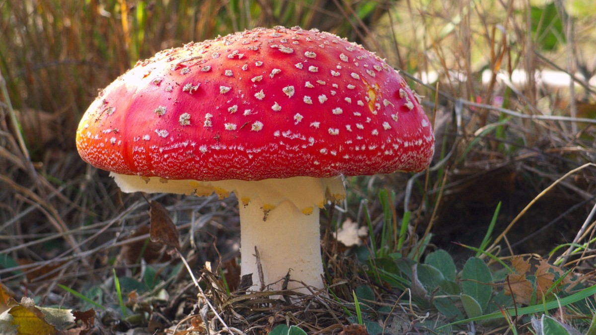 有毒的红色毒蘑菇图片1318
