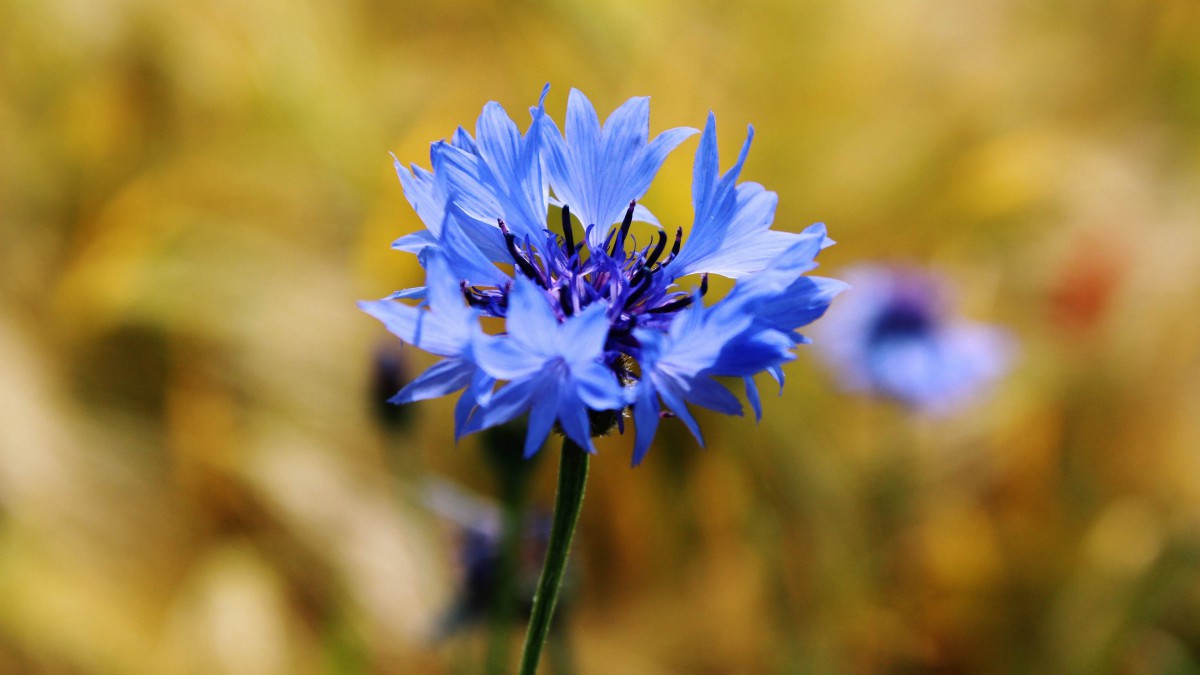 矢车菊的花语是什么(栀子花的花语是什么意思)