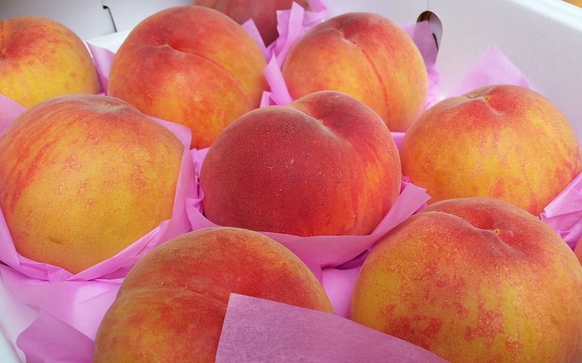 甜蜜多汁的水蜜桃图片-花卉壁纸-高清花卉图片-第7图-娟娟壁纸