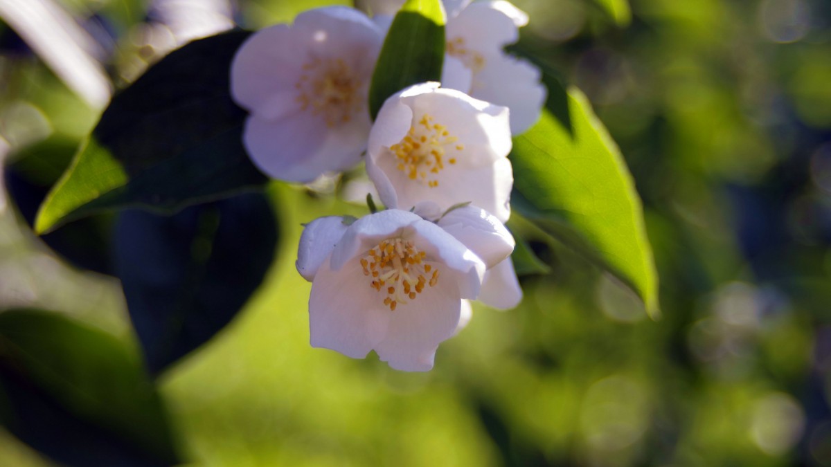 高清茉莉花图片-花卉壁纸-高清花卉图片-第7图-娟娟壁纸