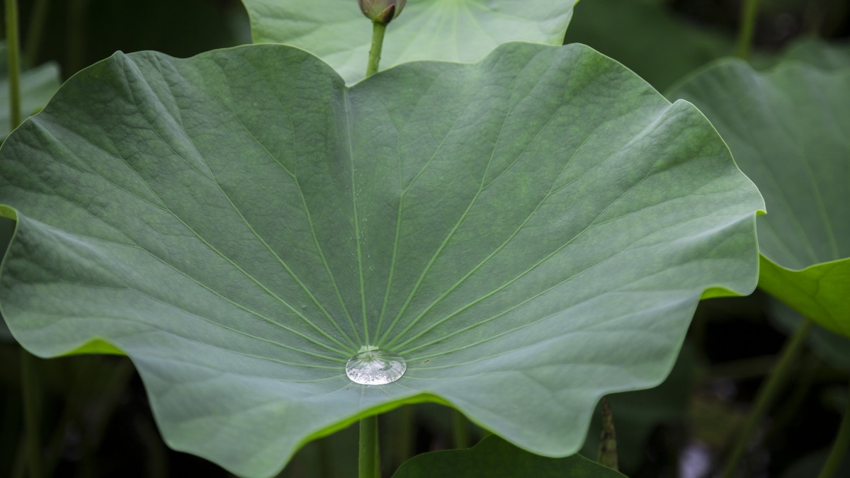 荷叶上的水珠珠图片(7/20)