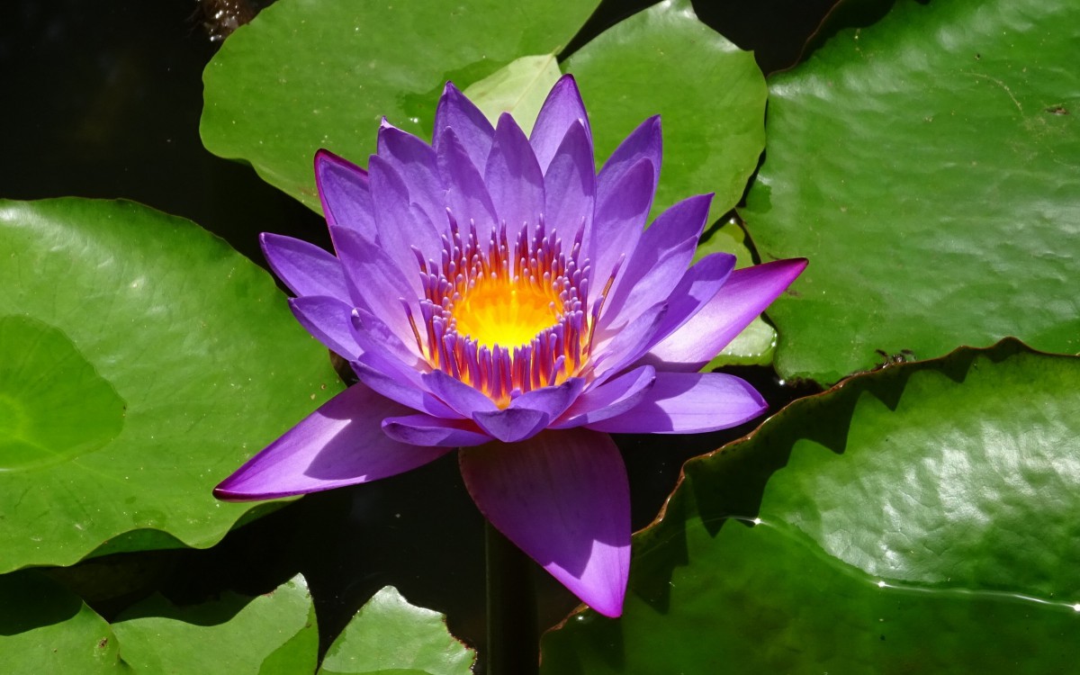 睡莲图片睡莲花语-花卉壁纸-高清花卉图片-第4图-娟娟壁纸