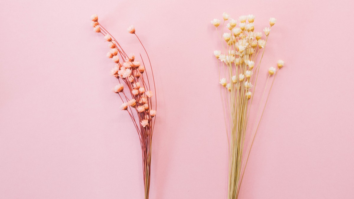 温馨的干花背景图片420