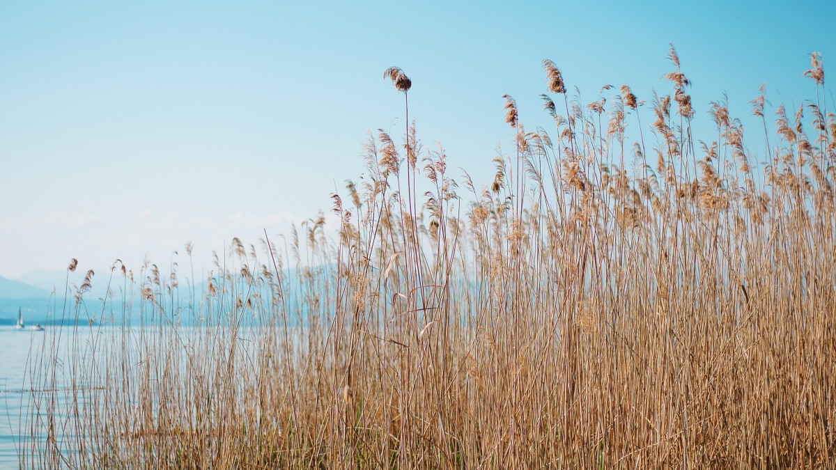 河边芦苇风景图片114