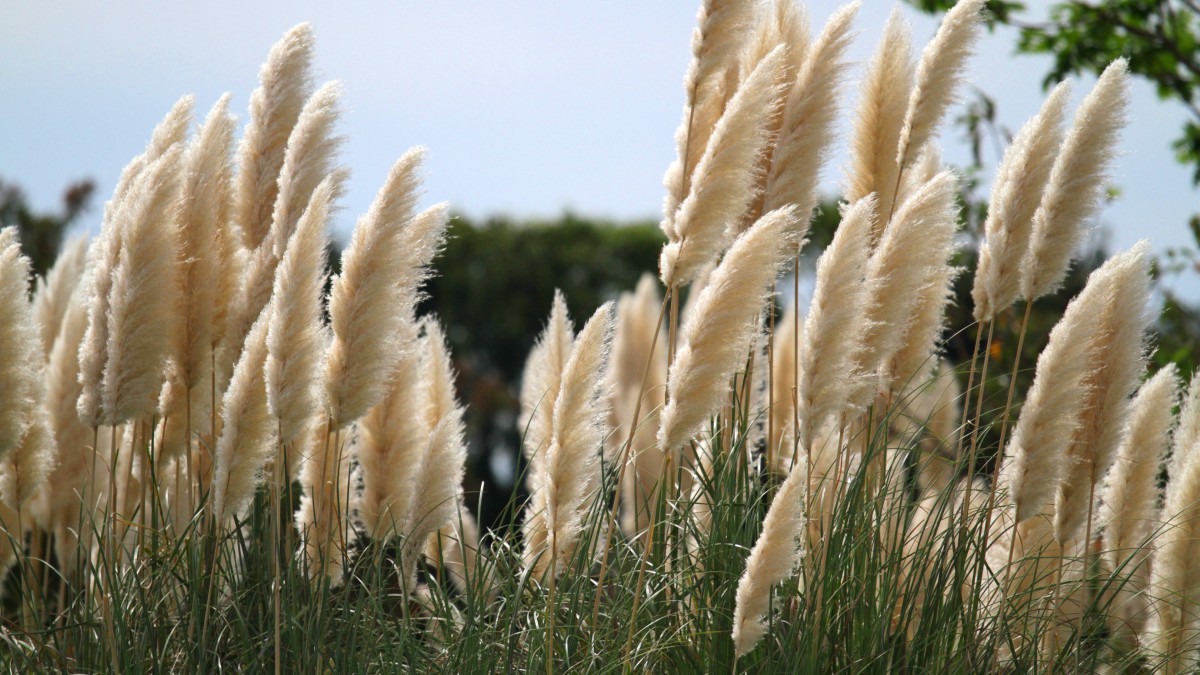 河边芦苇风景图片(10/14)