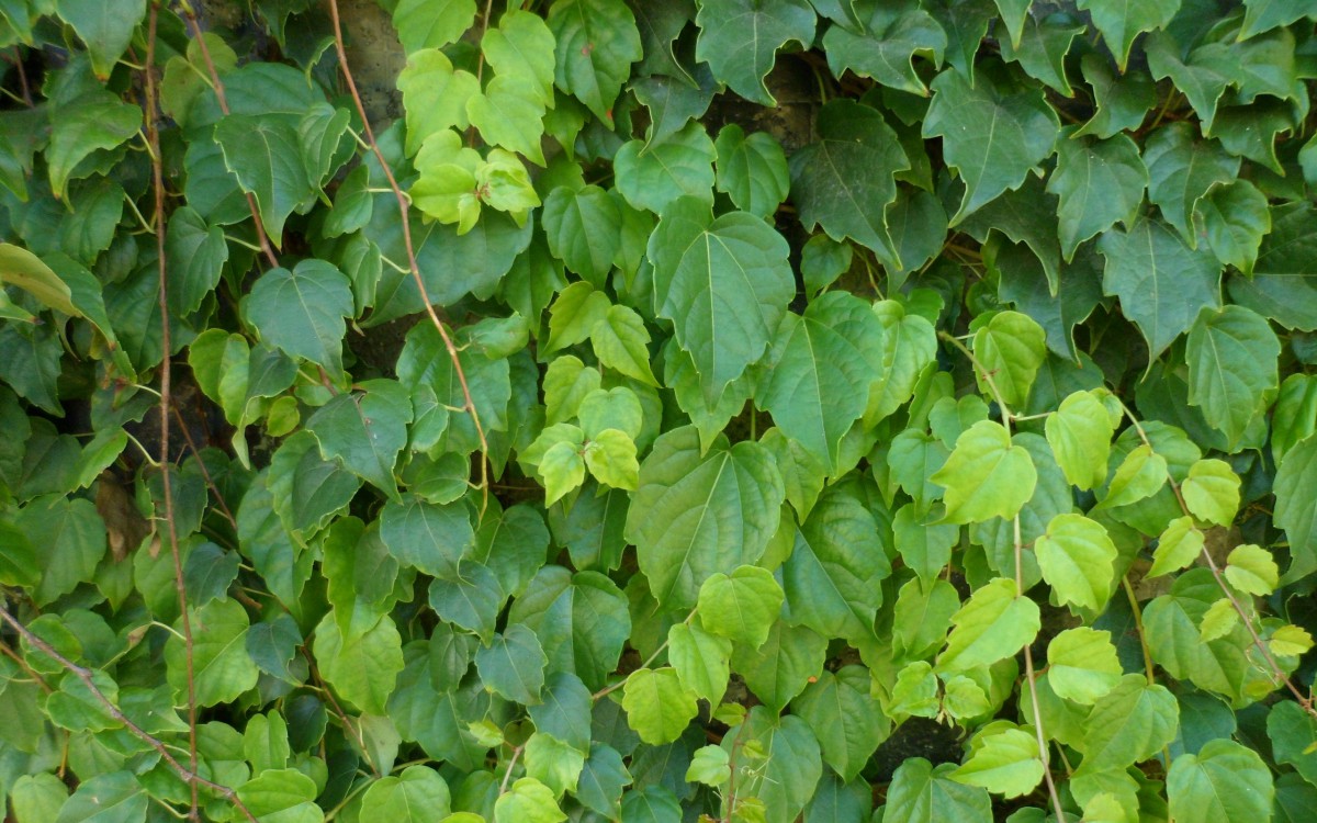 绿色植物爬山虎图片1113