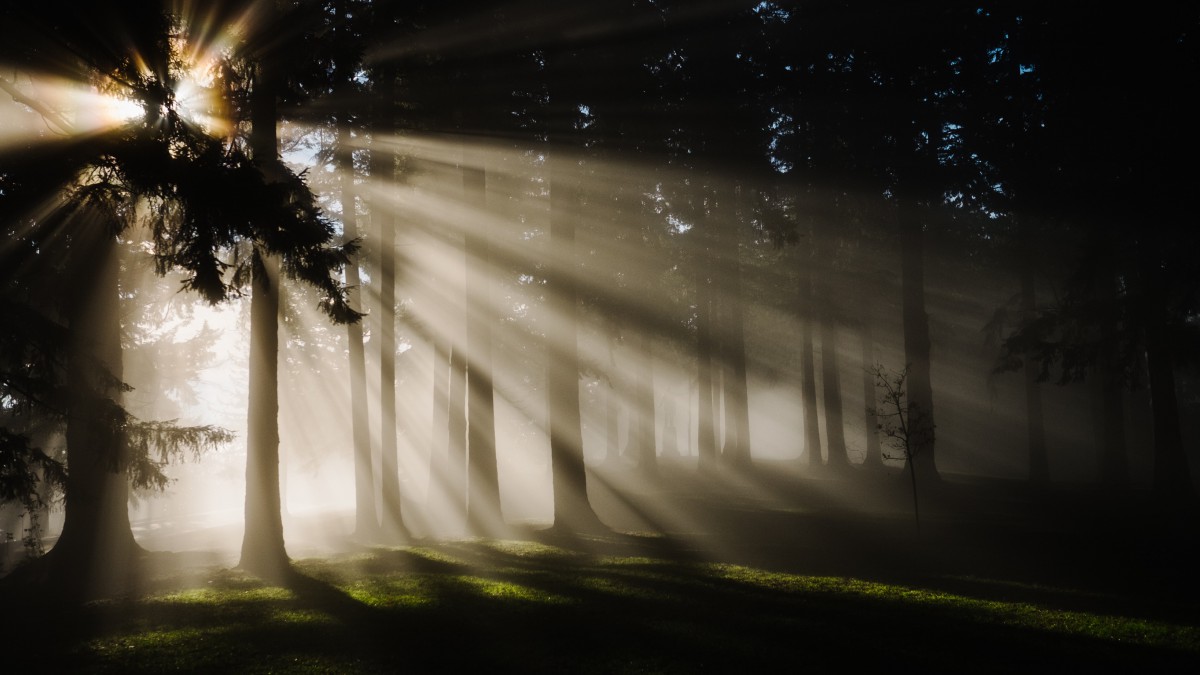 浓郁的树木森林图片38