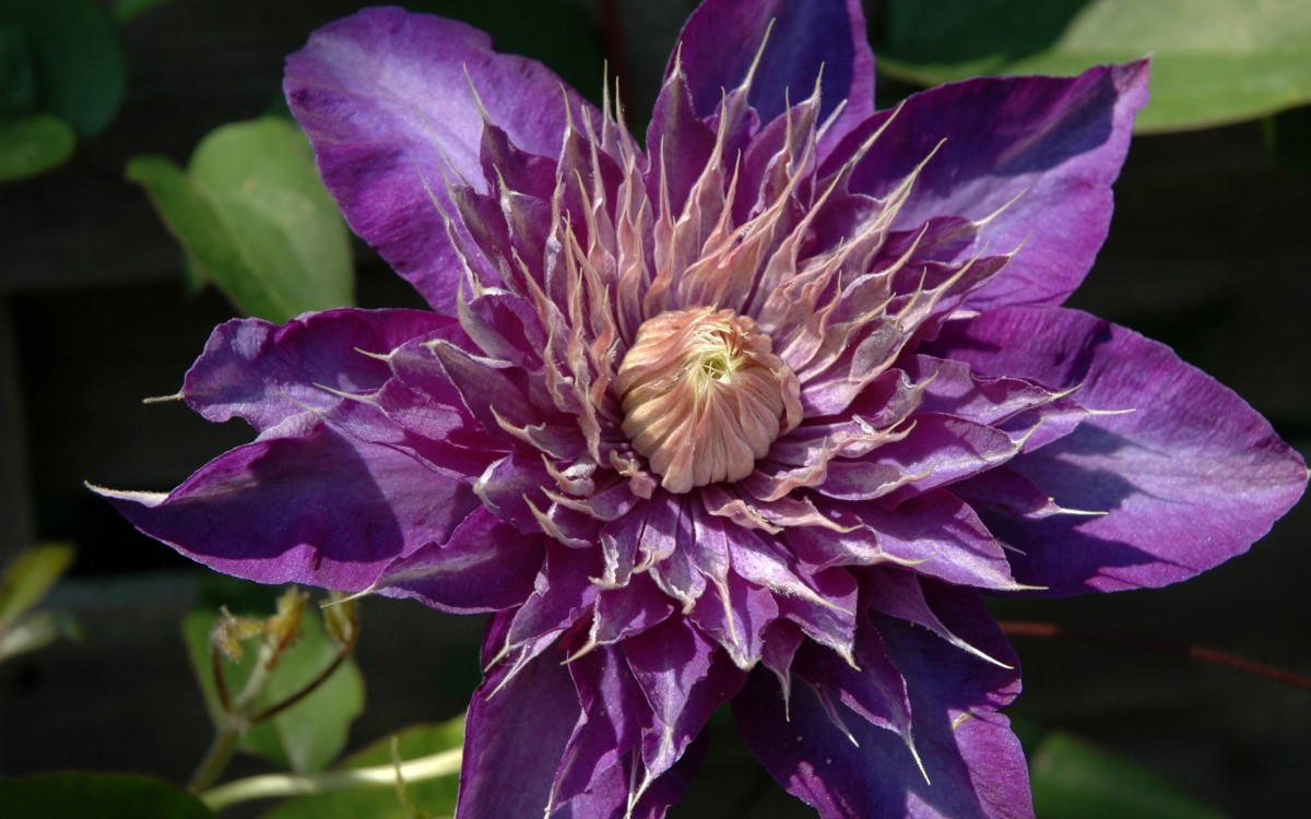 铁线莲图片-花卉壁纸-高清花卉图片-第9图-娟娟壁纸