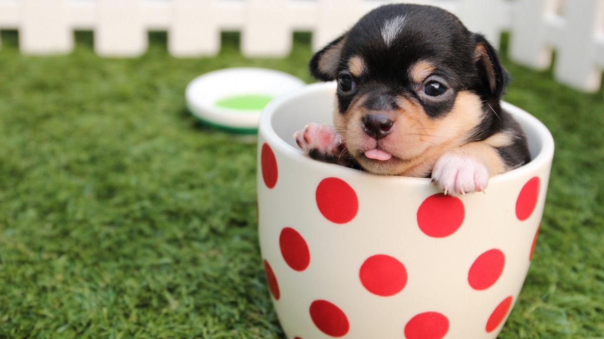 忠诚的狗狗图片壁纸(3/12)