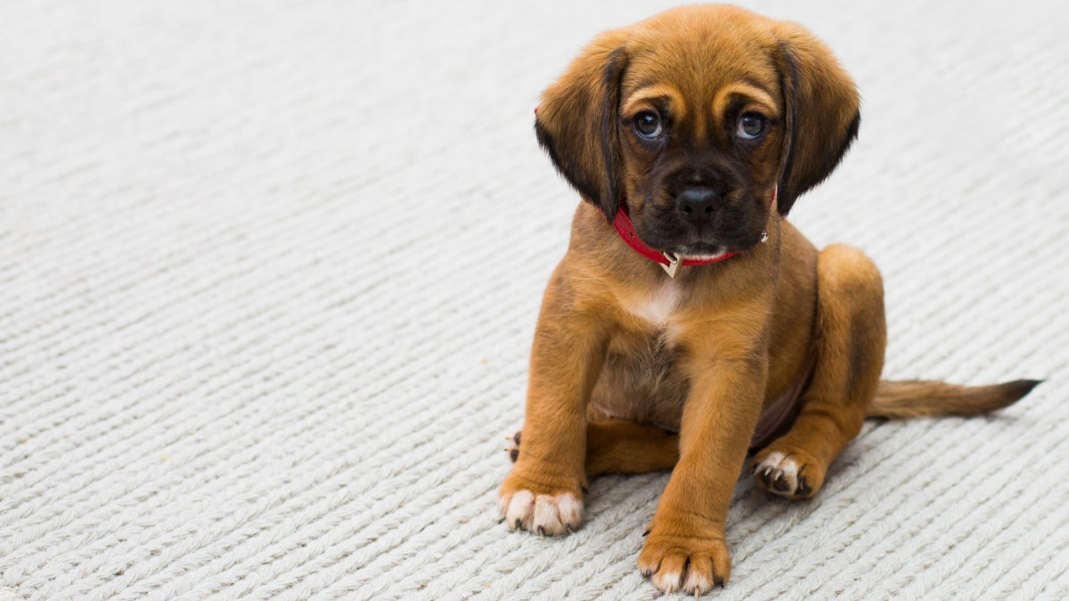 忠诚的狗狗图片壁纸712