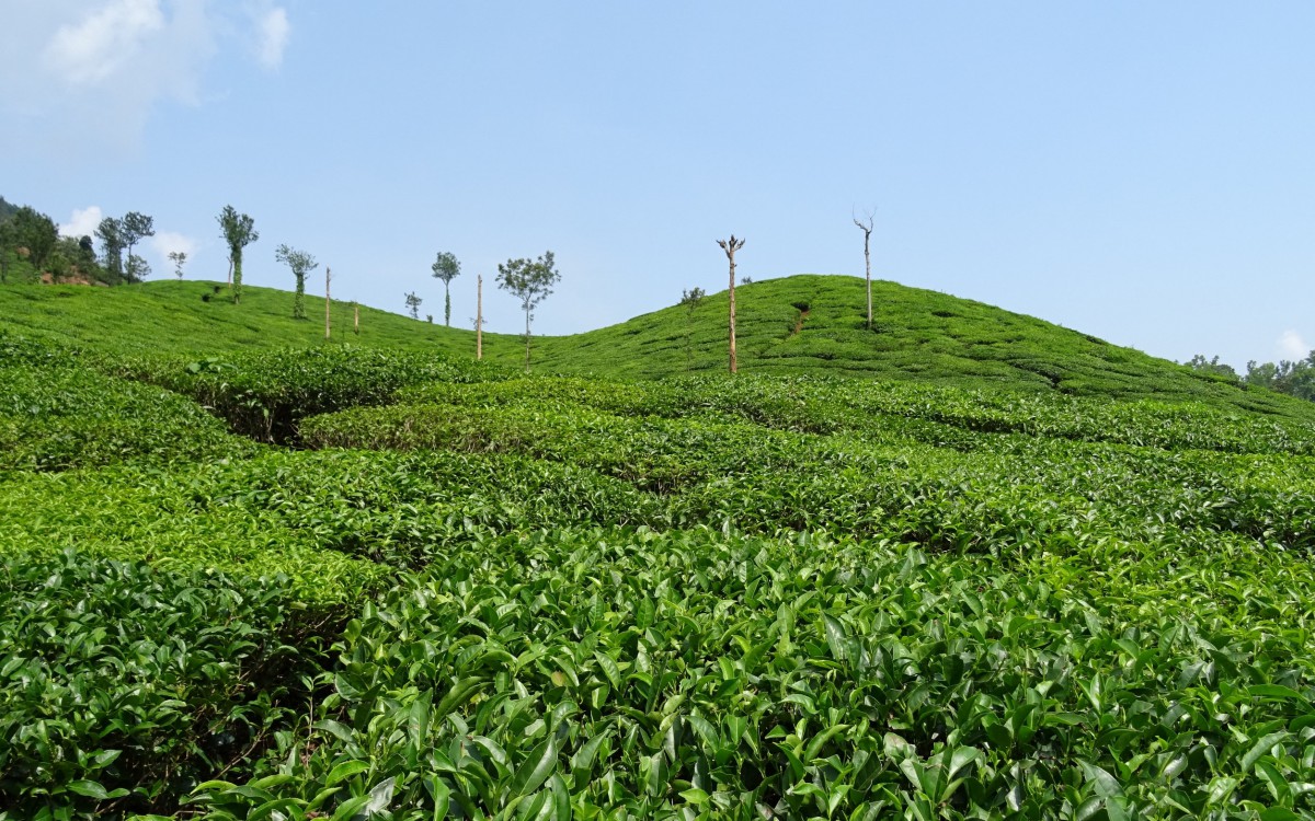 茶园茶叶图片-风景壁纸-高清风景图片-第5图-娟娟壁纸