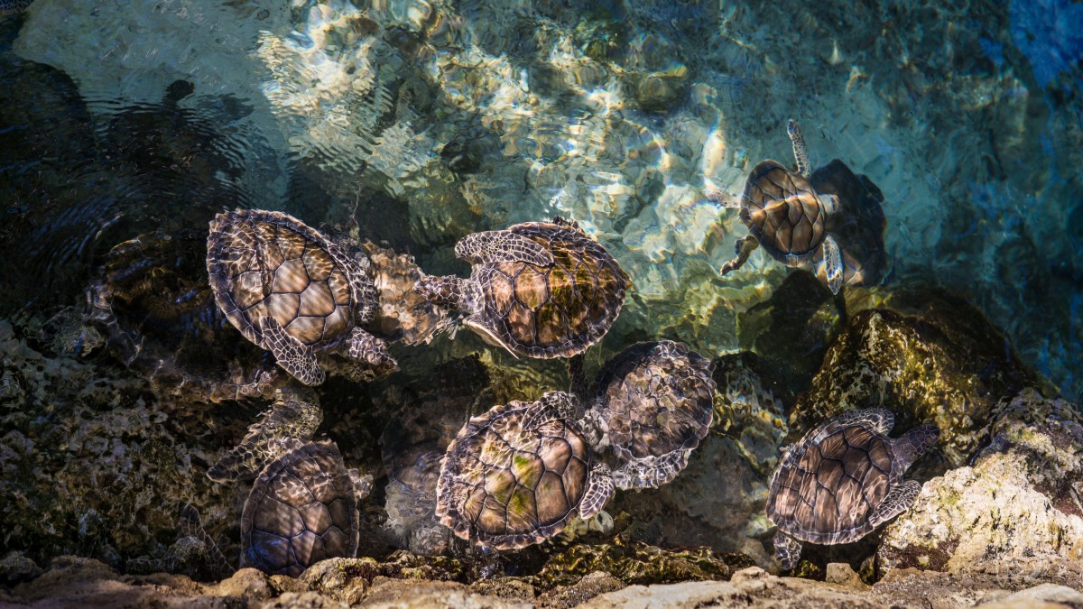 海龜圖片-動物壁紙-高清動物圖片-第2圖-娟娟壁紙