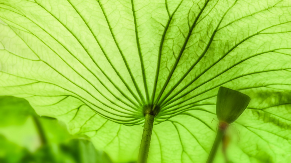 大片绿色荷叶图片大全-花卉壁纸-高清花卉图片-娟娟壁纸