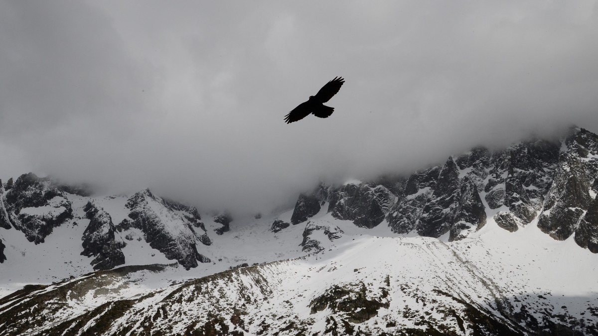 天空翱翔的老鹰图片-动物壁纸-高清动物图片-第6图-娟娟壁纸