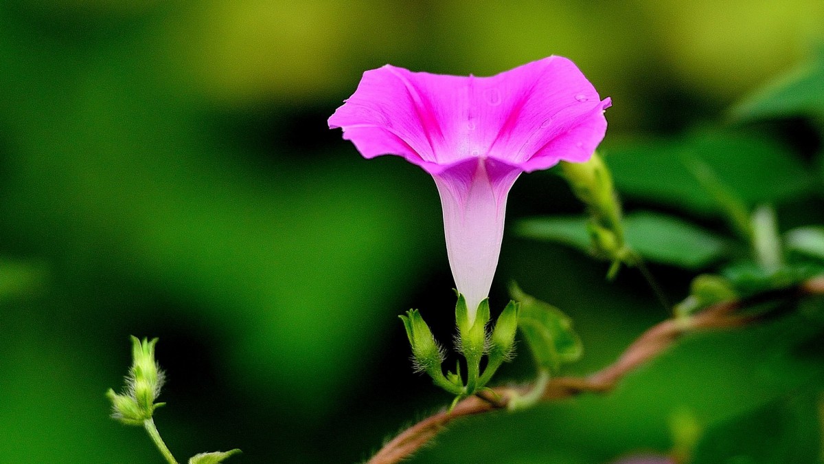 植物牽牛花圖片壁紙1822