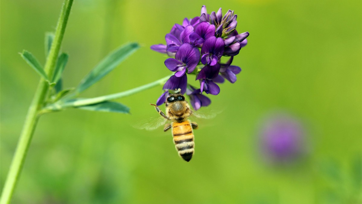 勤劳的小蜜蜂桌面壁纸1010