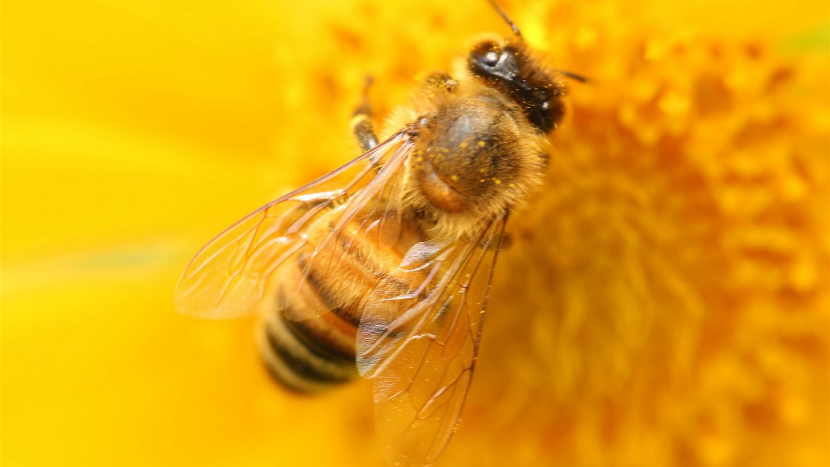 勤劳的小蜜蜂桌面壁纸210