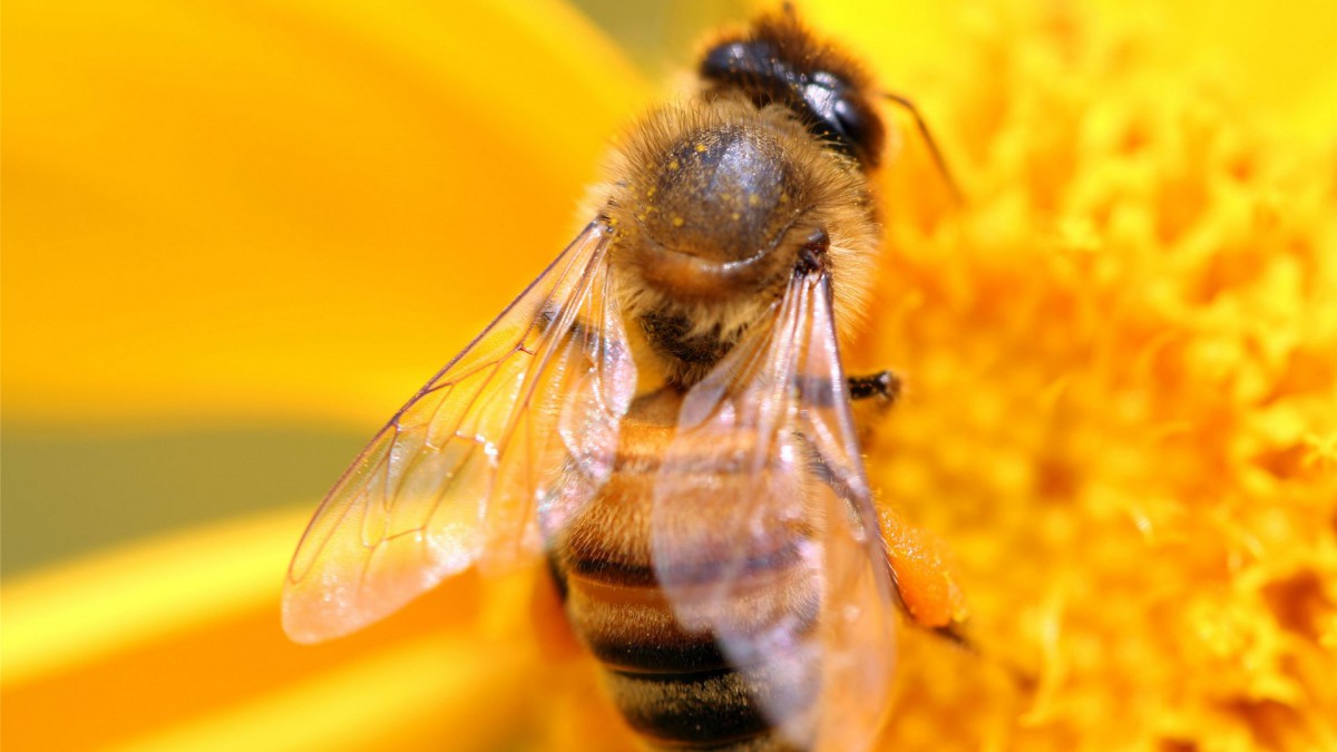 勤劳的小蜜蜂桌面壁纸310