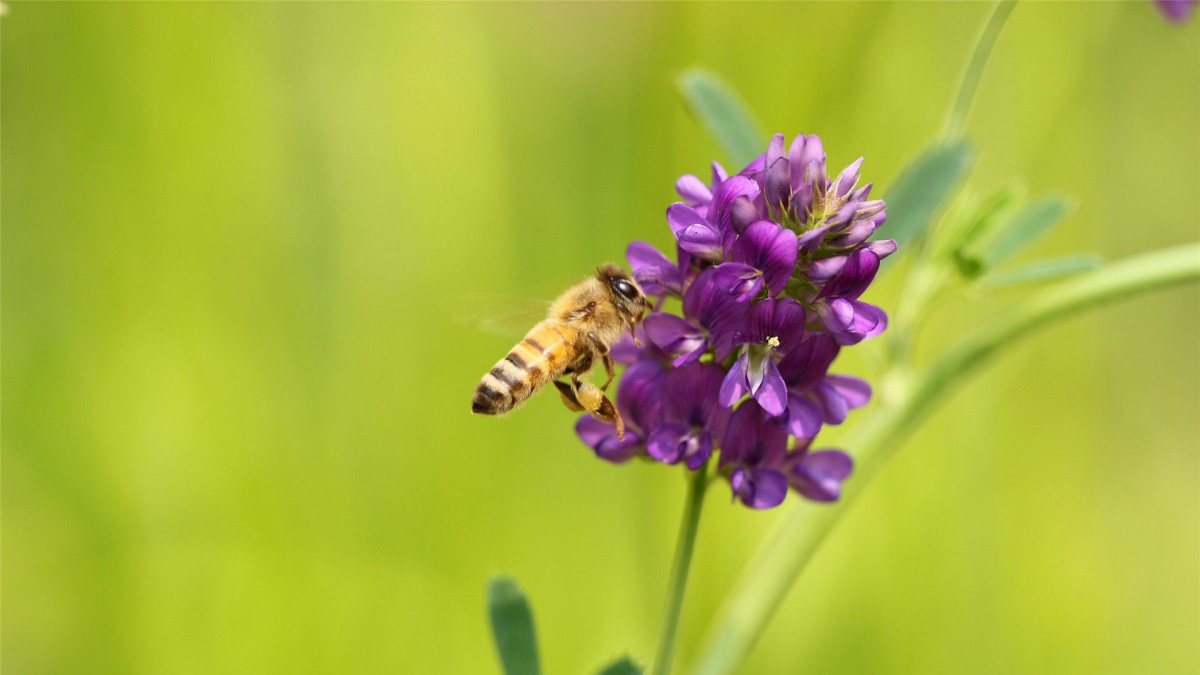 勤劳的小蜜蜂桌面壁纸(6/10)