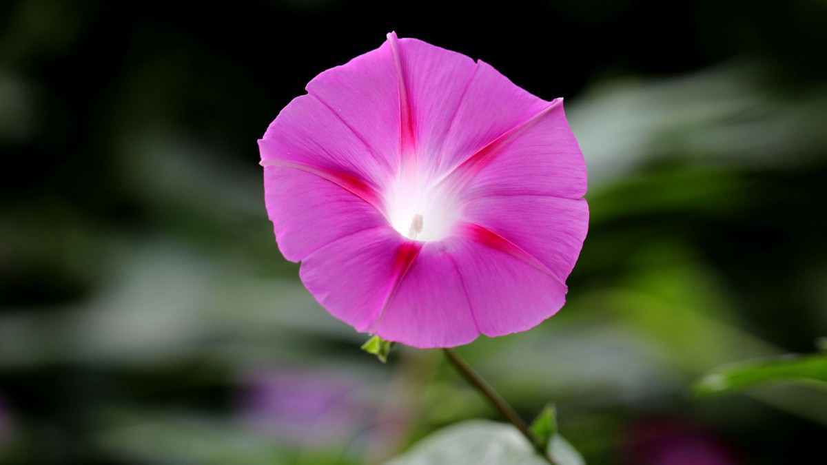 各色各样的牵牛花图片大全1222