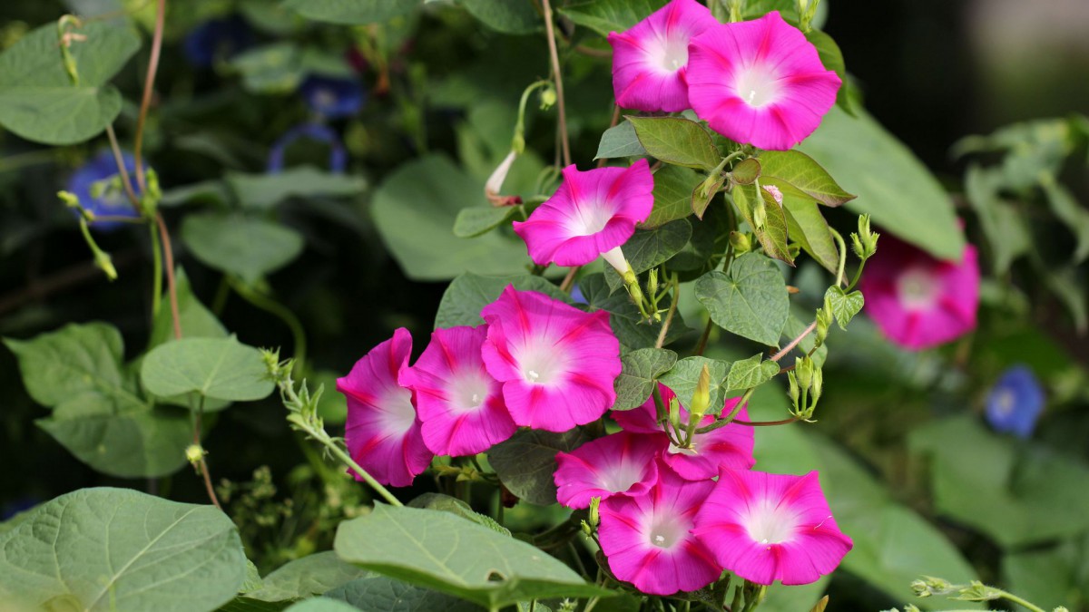 各色各样的牵牛花图片大全1422