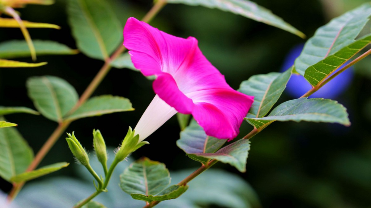 各色各样的牵牛花图片大全2122