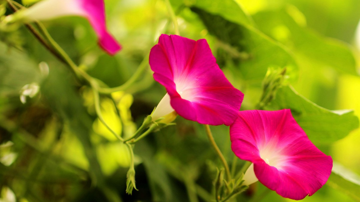 各色各样的牵牛花图片大全522