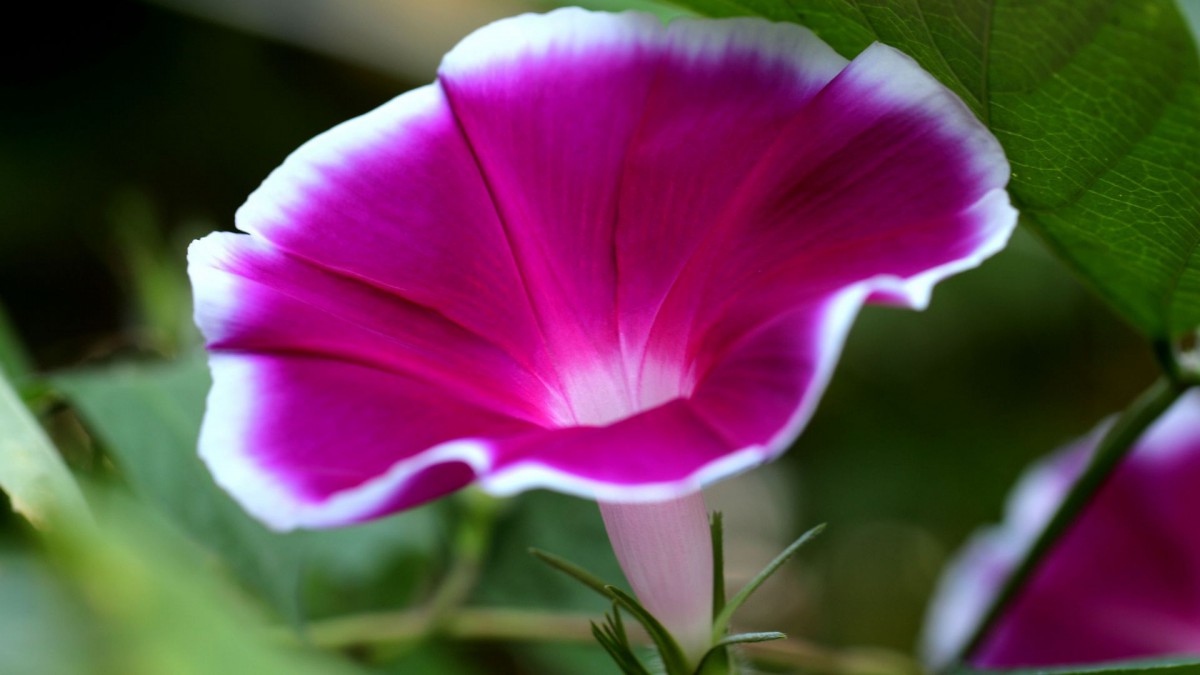 各色各样的牵牛花图片大全(7/22)