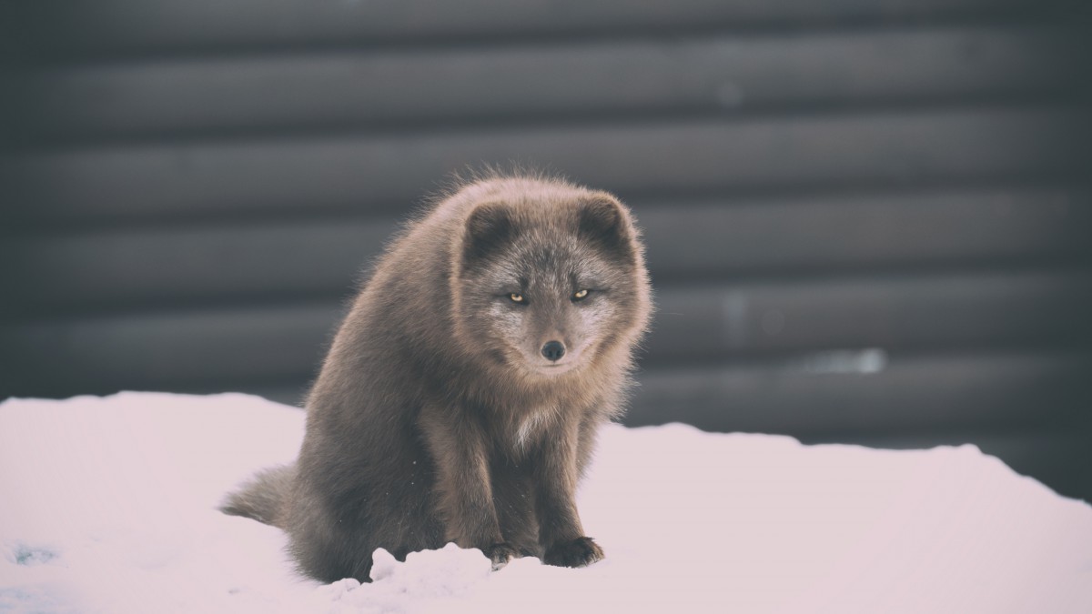 狐狸白狐圖片-動物壁紙-高清動物圖片-第4圖-娟娟壁紙