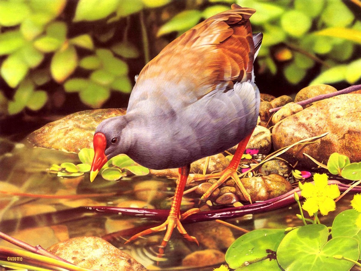 炫彩动物第一辑220