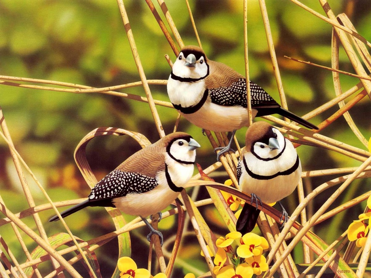 炫彩动物第一辑520