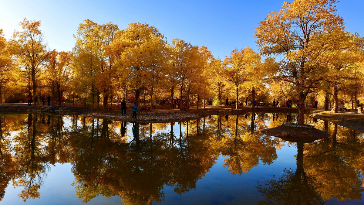 甘肃金塔胡杨林风景图片-风景壁纸-高清风景图片-娟娟壁纸