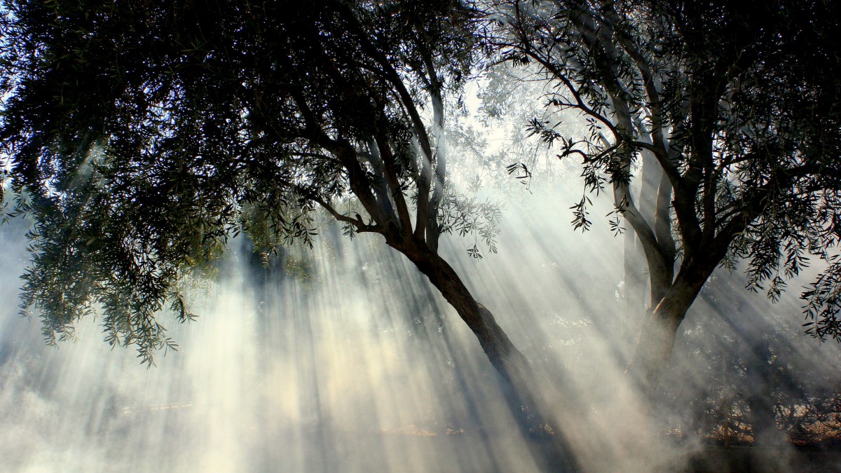 清晨的树林图片壁纸211