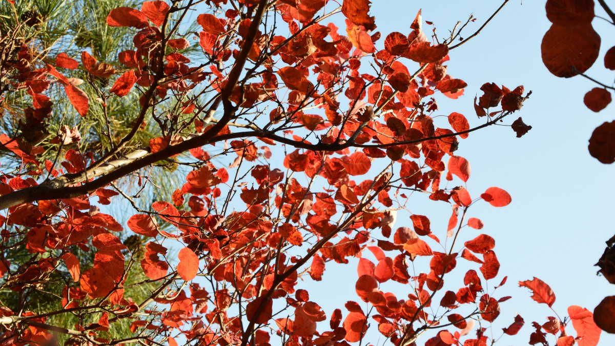 北京香山紅葉圖片-花卉壁紙-高清花卉圖片-第5圖-娟娟壁紙