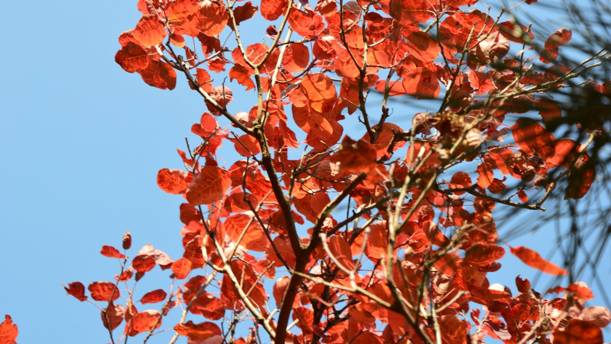 北京香山紅葉圖片812