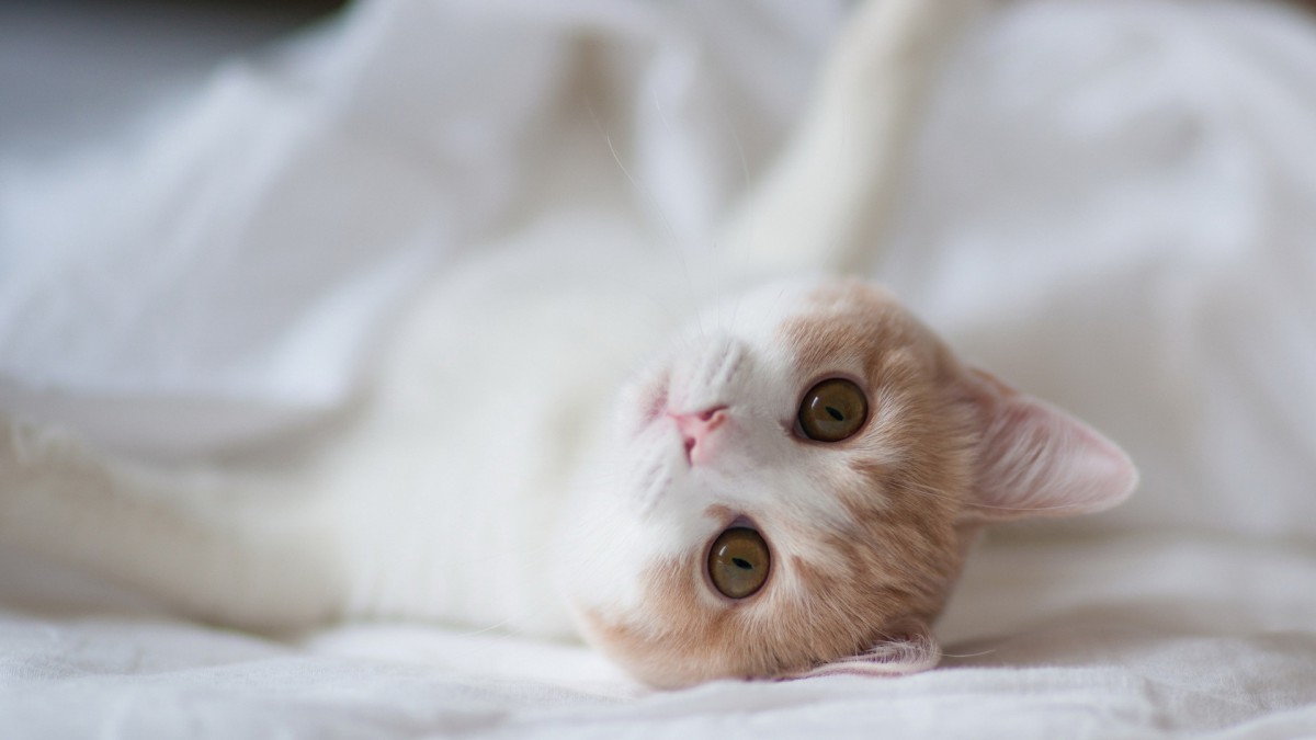 萌宠小猫咪图片壁纸-动物壁纸-高清动物图片-娟娟壁纸