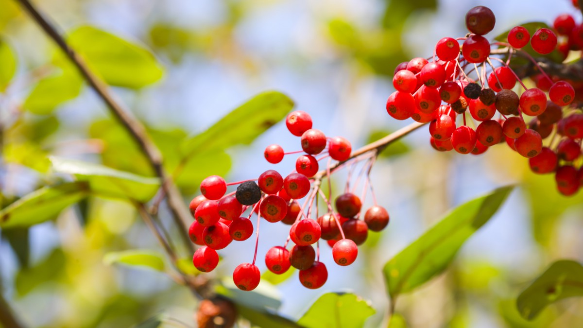 紅豆相思豆圖片(14/14)