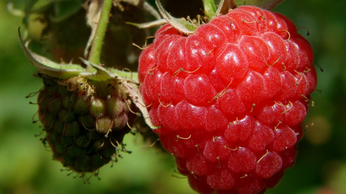 高清树莓图片(2/16)