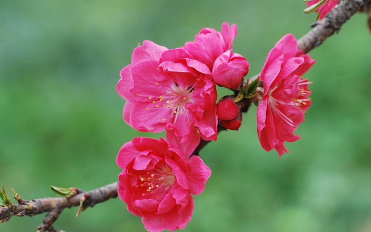 好看的三月桃花图片-花卉壁纸-高清花卉图片-第2图-娟娟壁纸