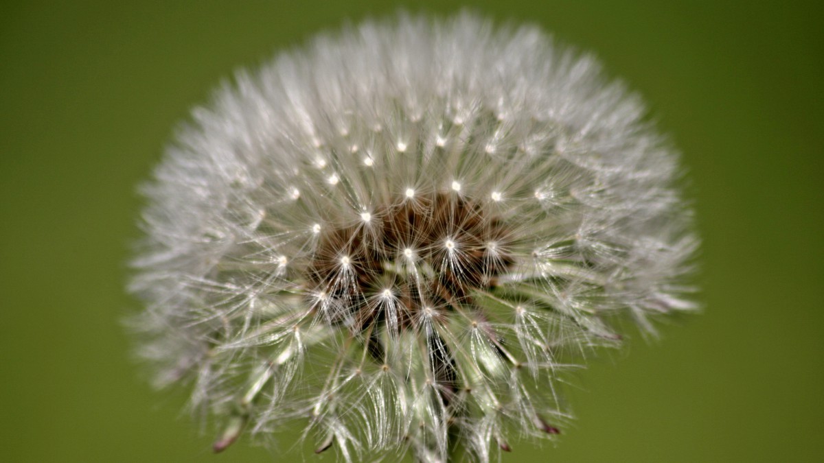 蒲公英花语和寓意(蒲公英的花语及寓意)