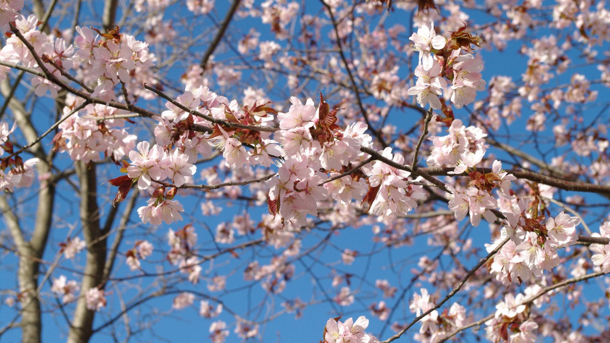 5k樱花高清大图图片-花卉壁纸-高清花卉图片-第6图-娟娟壁纸