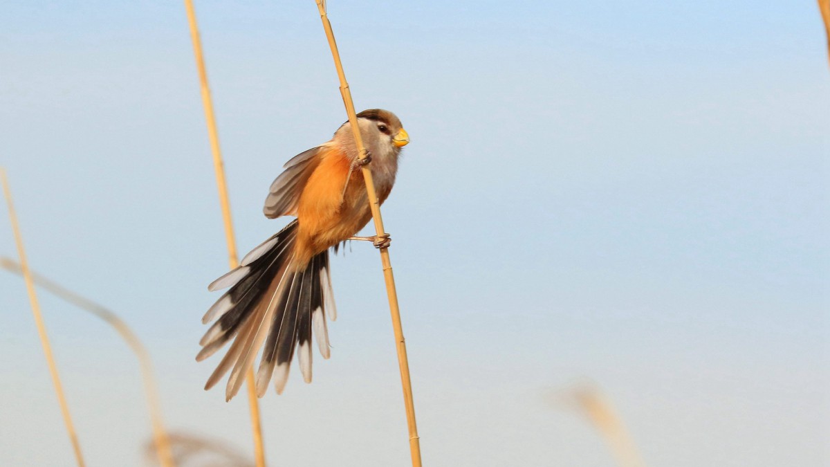 鸟类震旦鸦雀图片69