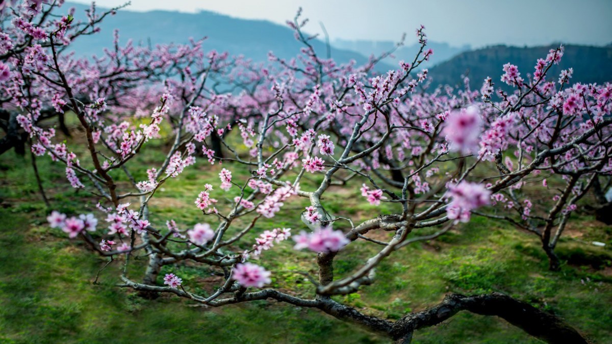 桃花林壁纸图片