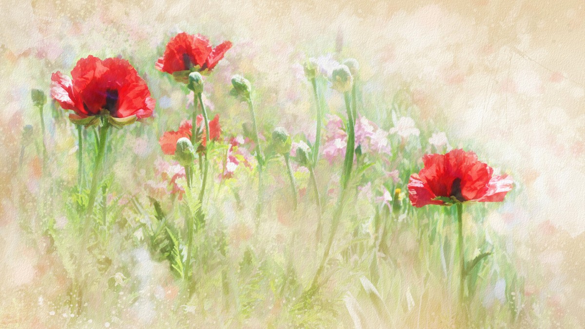 手绘花卉水彩画图片-手绘壁纸-高清手绘图片-娟娟壁纸