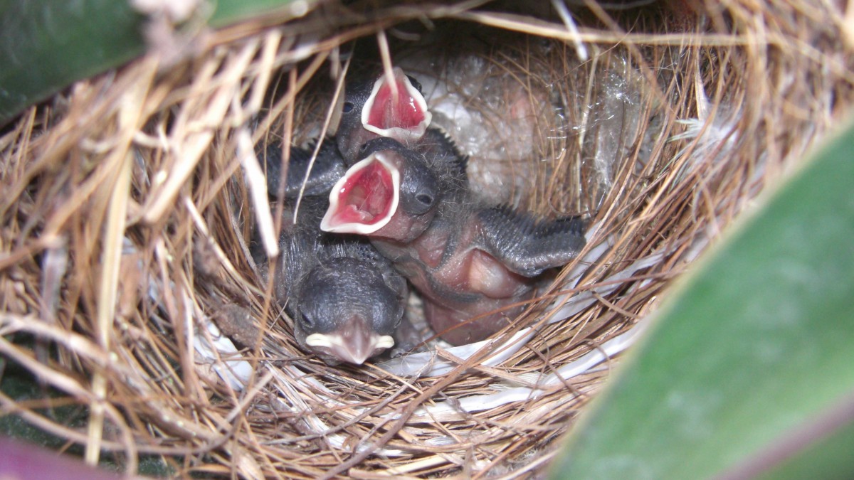 嗷嗷待哺的幼鸟雏鸟图片(12/18)