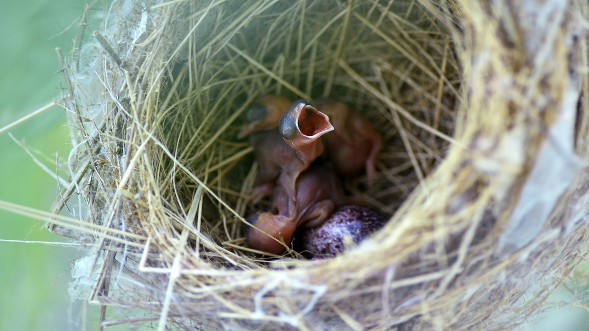 嗷嗷待哺的幼鸟雏鸟图片1818